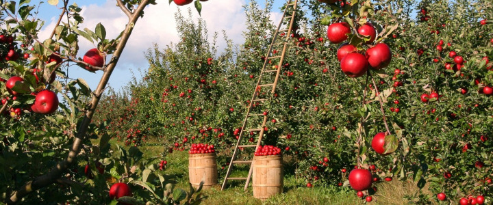 Harvest