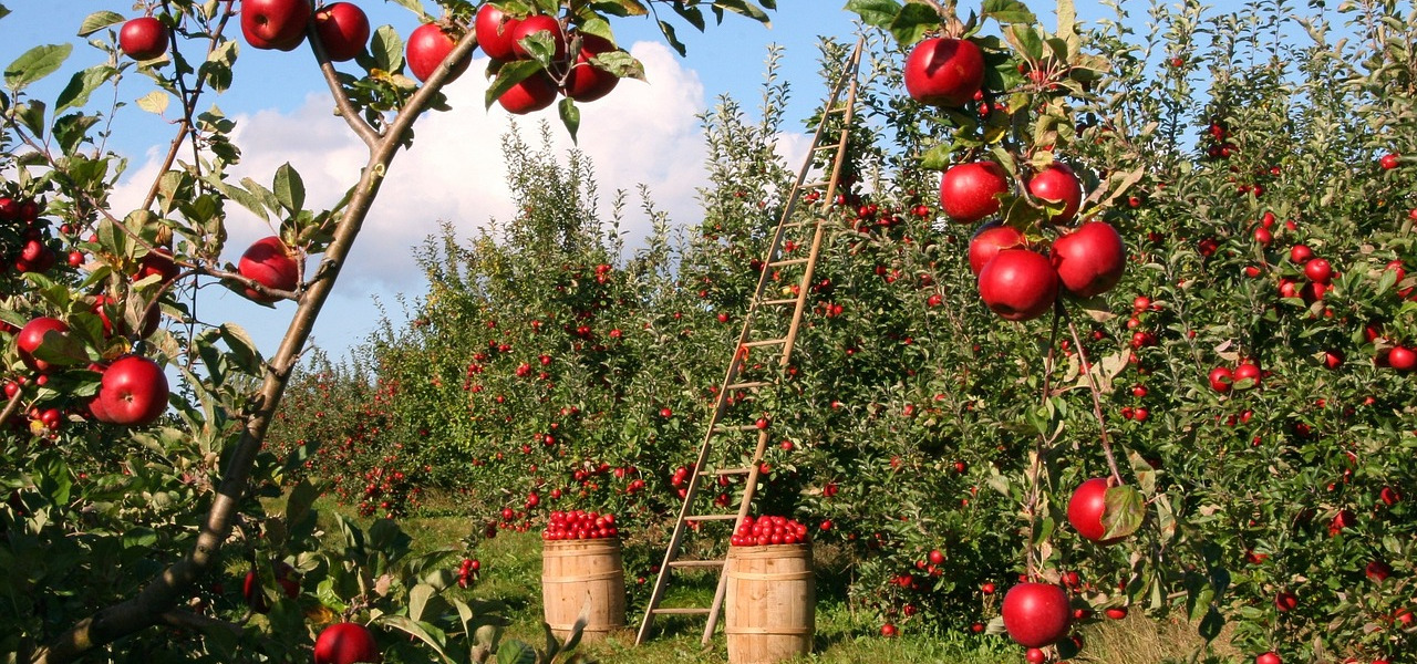 Harvest